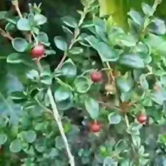 Ugni molinae Strawberry Myrtle 